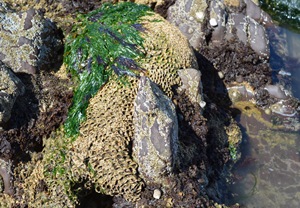 Intertidal Habitat Mapping in France and Ireland